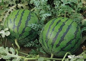 泰国西瓜最新爆料,揭秘神秘事件背后的真相  第3张